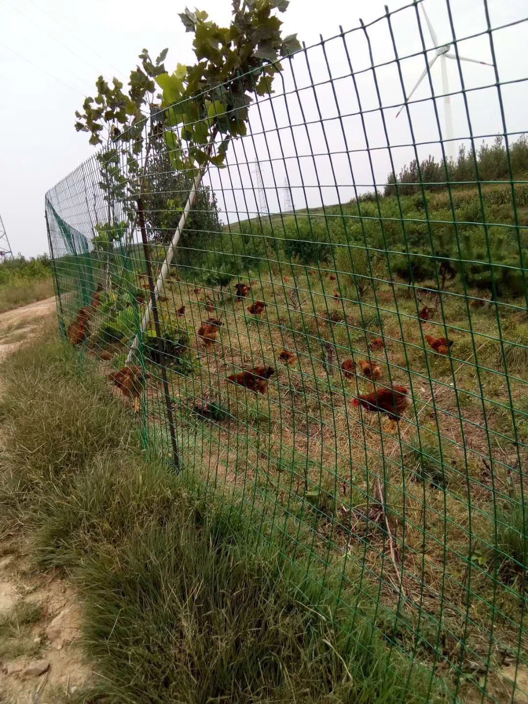 养殖场护栏网